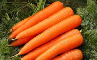 Такой знакомый овощ: чем полезна вареная морковь, как ее правильно готовить