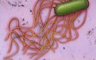 Протей мирабилис: маленькая, но очень вредная бактерия