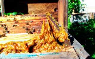 Пчелиная аптечка: как выглядит прополис