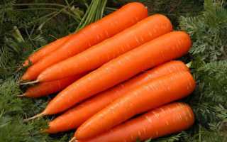 Полезность моркови: источник витаминов для здоровья детей и взрослых