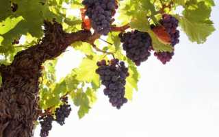 Сок виноградной лозы: полезные свойства, показания и противопоказания, особенности приготовления