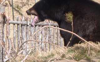 Кислота урсодезоксихолевая – или почему медведи не болеют циррозом печени