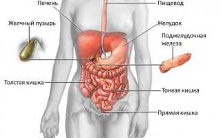 Где желудок у человека: проекции, анатомические ориентиры