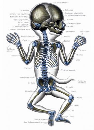 При рождении у новорожденного ребенка насчитывается порядка 270 костей, что примерно на 60 костей больше, чем у взрослого человека