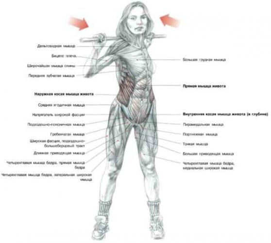 Какие мышцы задействованы во время упражнений
