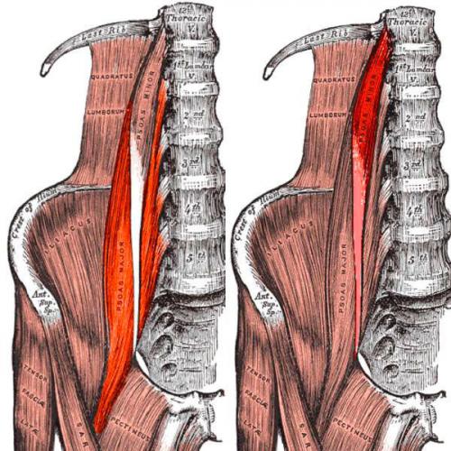 Схематичное изображение подвздошно-поясничной мышцы