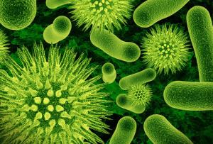 Бактерии и вирусы - частая причина появления диареи.