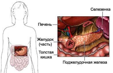 pancreas