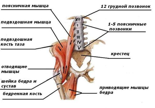 Расположение поясничной и подвздошной мышцы
